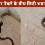 सांप और नेवले की लड़ाई में कौन जीता? वायरल VIDEO देख रह जाएंगे शॉक्ड