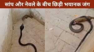 सांप और नेवले की लड़ाई में कौन जीता? वायरल VIDEO देख रह जाएंगे शॉक्ड