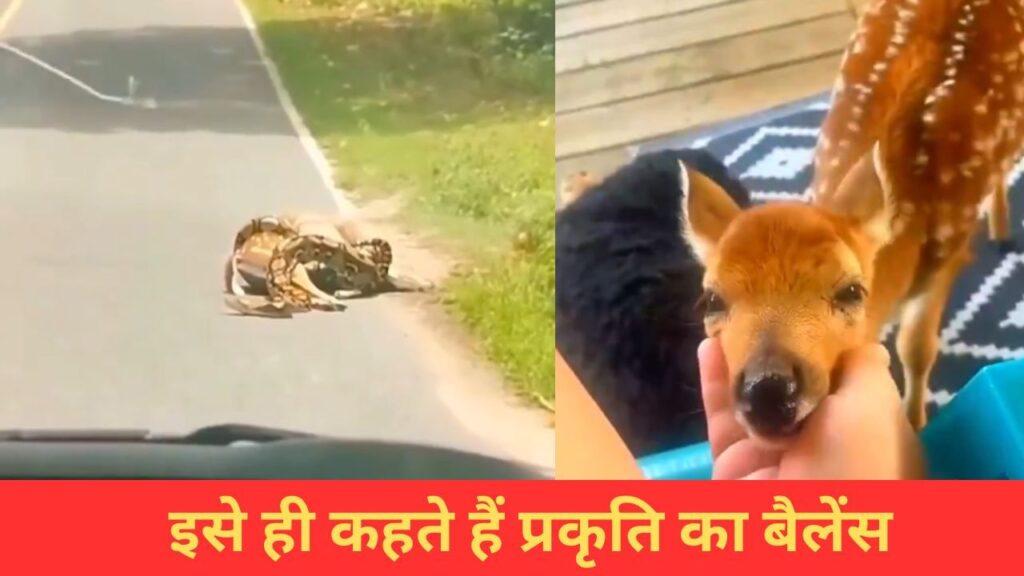 VIDEO: अजगर ने हिरण का किया शिकार, उसके बाद जो हुआ…देख खुश हो जाएगा दिल VIDEO: अजगर ने हिरण का किया शिकार, उसके बाद जो हुआ…देख खुश हो जाएगा दिल