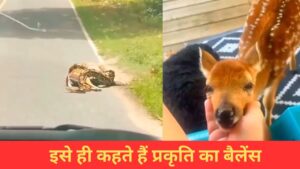 VIDEO: अजगर ने हिरण का किया शिकार, उसके बाद जो हुआ…देख खुश हो जाएगा दिल