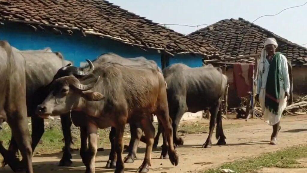 ‘साहब हमरी भैंसिया चोरी हो गई, ढूंढ दो’… थाने तक पहुंची ये अनोखी चोरी, तल… – भारत संपर्क