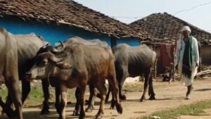 ‘साहब हमरी भैंसिया चोरी हो गई, ढूंढ दो’… थाने तक पहुंची ये अनोखी चोरी, तल… – भारत संपर्क